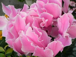 Cores Para Os Olhos E A Alma