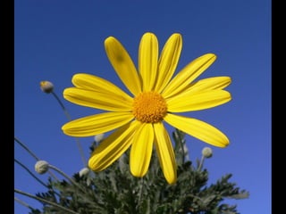 Cores Para Os Olhos E A Alma