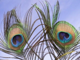 Cores Para Os Olhos E A Alma