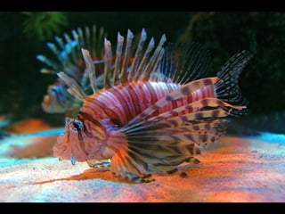 Cores Para Os Olhos E A Alma