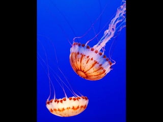 Cores Para Os Olhos E A Alma