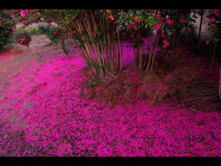 Cores Para Os Olhos E A Alma