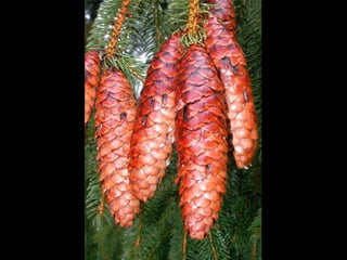 Cores Para Os Olhos E A Alma