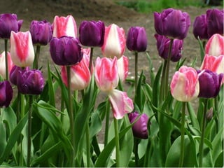 Cores Para Os Olhos E A Alma