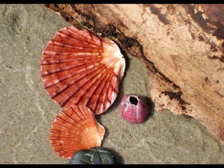 Cores Para Os Olhos E A Alma