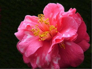 Cores Para Os Olhos E A Alma