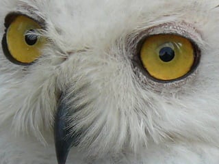 Cores Para Os Olhos E A Alma