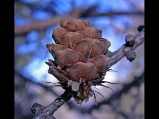 Cores Para Os Olhos E A Alma