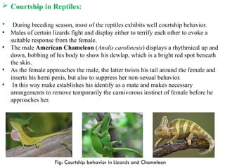 Photo inspiration: Reptile Courtship Displays For Attraction Reference: Comprehensive Study Of Courtship And Mating Behaviour In Animals