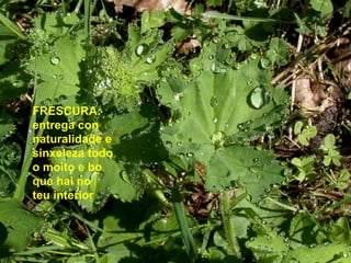 FRESCURA:
entrega con
naturalidade e
sinxeleza todo
o moito e bo
que hai no
teu interior
 