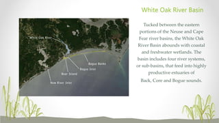 Tucked between the eastern
portions of the Neuse and Cape
Fear river basins, the White Oak
River Basin abounds with coastal
and freshwater wetlands. The
basin includes four river systems,
or sub-basins, that feed into highly
productive estuaries of
Back, Core and Bogue sounds.
White Oak River Basin
 