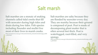 Salt marshes are salty because they
are flooded by seawater every day.
They are marshy because their ground
is composed of peat. Peat is made of
decomposing plant matter that is
often several feet thick. Peat is
waterlogged, root-filled, and very
spongy.
http://oceanservice.noaa.gov/education/tutorial_estuaries/media/supp_est06
a_salt.html
Salt marshes are a mosaic of snaking
channels called tidal creeks that fill
with seawater during high tides and
drain during low tides. Fish species
including flounder and mullet live
most of their lives in marsh creeks.
http://oceanservice.noaa.gov/education/tutorial_estuaries/media/supp_est06
a_salt.html
Salt marsh
 