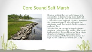 Core Sound Salt Marsh
Because salt marshes are waterlogged and
contain lots of decomposing plant material,
oxygen levels in the peat are extremely low—
a condition called hypoxia. Hypoxia promotes
the growth of bacteria which produce the
rotten-egg smell that is attributed to marshes
and mud flats.
Salt marshes are covered with salt-tolerant
plants, or halophytes, like salt hay, black rush,
and smooth cordgrass. However, these plants
do not grow together in the same area.
Marshes are divided into distinct zones, the
high marsh and the low marsh. (NOAA)
 