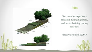 Salt marshes experience
flooding during high tide,
and some draining during
low tide.
Flood video from NOAA
Tides
 