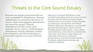 One type of natural disturbance is the
continual pounding of ocean waves. In many
estuaries, barrier beaches protect inland
habitats from wave erosion. If these beaches
are destroyed, salt marshes and inland
habitats adjacent to the estuary may become
permanently damaged. Waves can also
dislodge plants and animals, or bury them
with sediments, while objects carried by the
water can crush them. Large storms are
especially destructive to estuaries,
particularly in areas like Florida and the
Carolinas, where barrier beaches are
common. (NOAA)
Estuaries are fragile ecosystems that are
very susceptible to disturbances. Natural
disturbances are caused by the forces of
nature, while anthropogenic disturbances
are caused by people. Natural
disturbances include winds, tidal
currents, waves, and ice. Anthropogenic
disturbances include pollution, coastal
development, and the introduction of
non-native species to an area. (NOAA)
Threats to the Core Sound Estuary
 