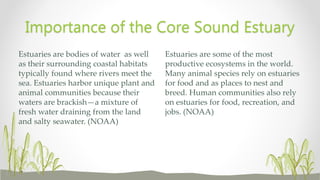 Estuaries are some of the most
productive ecosystems in the world.
Many animal species rely on estuaries
for food and as places to nest and
breed. Human communities also rely
on estuaries for food, recreation, and
jobs. (NOAA)
Estuaries are bodies of water as well
as their surrounding coastal habitats
typically found where rivers meet the
sea. Estuaries harbor unique plant and
animal communities because their
waters are brackish—a mixture of
fresh water draining from the land
and salty seawater. (NOAA)
Importance of the Core Sound Estuary
 