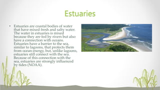 • Estuaries are coastal bodies of water
that have mixed fresh and salty water.
The water in estuaries is mixed
because they are fed by rivers but also
have a connection with oceans.
Estuaries have a barrier to the sea,
similar to lagoons, that protects them
from ocean energy, but, unlike lagoons,
estuaries still connect with the sea.
Because of this connection with the
sea, estuaries are strongly influenced
by tides (NOAA).
Estuaries
 