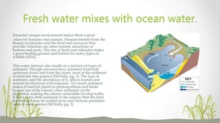 Estuaries’ unique environment makes them a good
place for humans and animals. Humans benefit from the
beauty of estuaries and the food and resources they
provide. Estuaries are often tourism attractions or
harbors and ports. The mix of fresh and saltwater makes
a great feeding ground and habitat for many types of
wildlife (EPA).
This water mixture also results in a mixture of types of
sediment. Though estuaries have sediment from both
upstream rivers and from the ocean, most of the sediment
is relatively fine grained (McNally, pg. 3). The type of
sediment, and the abundance of it, affects human and
animal involvement with estuaries. Too much sediment
makes it hard for plants to photosynthesis and limits
human use of the estuary since sediment can be
deposited, making the estuary unsuitable for ship traffic.
If there is too little sediment in the estuary then the land
bordering it may be eroded away and increase predation
rates in some species (McNally, pg. 2)
Fresh water mixes with ocean water.
 