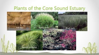Plants of the Core Sound Estuary
Salt hay Spike grass Black rush
Smooth cordgrass Pickleweed
 