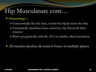 Hip Musculature cont…
  Hamstrings –
       Concentrically flex the knee, extend the hip & rotate the tibia
       Ecce...