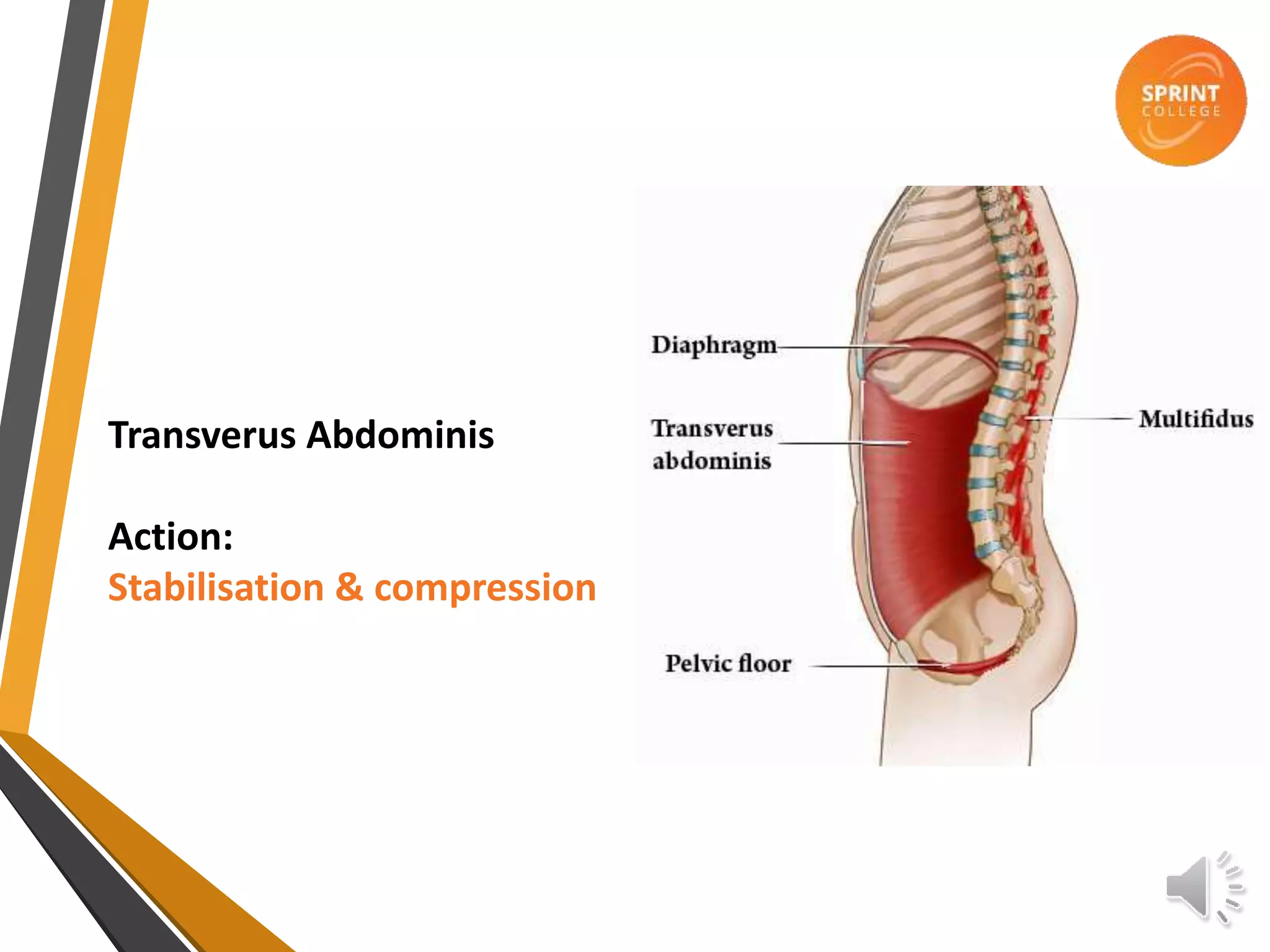 Transverus Abdominis
Action:
Stabilisation & compression
 