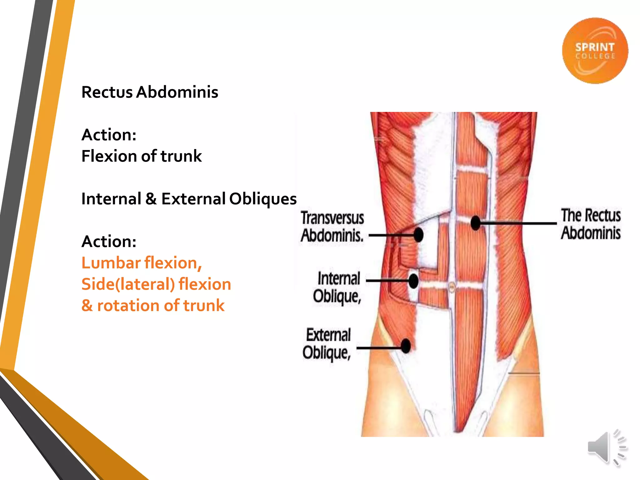 RectusAbdominis
Action:
Flexion of trunk
Internal & External Obliques
Action:
Lumbar flexion,
Side(lateral) flexion
& rotation of trunk
 