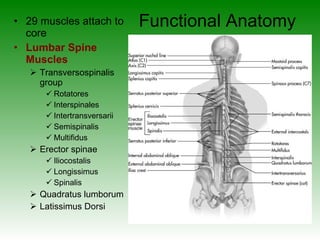 Functional Anatomy 29 muscles attach to core Lumbar Spine Muscles Transversospinalis group Rotatores Interspinales Intertransversarii Semispinalis Multifidus Erector spinae Iliocostalis Longissimus Spinalis Quadratus lumborum Latissimus Dorsi 