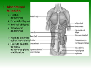 Abdominal Muscles Rectus abdominus External obliques Internal obliques Transverse abdominus Work to optimize spinal mechanics Provide sagittal, frontal & transverse plane stabilization 