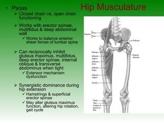 Hip Musculature Psoas Closed chain vs. open chain functioning Works with erector spinae, multifidus & deep abdominal wall  Works to balance anterior shear forces of lumbar spine Can reciprocally inhibit gluteus maximus, multifidus,  deep erector spinae, internal oblique   & transverse abdominus when tight Extensor mechanism dysfunction Synergistic dominance during hip extension Hamstrings & superficial erector spinae May alter gluteus maximus function, altering hip rotation, gait cycle 