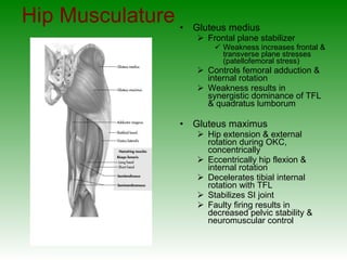 Hip Musculature Gluteus medius Frontal plane stabilizer Weakness increases frontal & transverse plane stresses (patellofemoral stress) Controls femoral adduction & internal rotation Weakness results in synergistic dominance of TFL & quadratus lumborum Gluteus maximus Hip extension & external rotation during OKC, concentrically Eccentrically hip flexion & internal rotation Decelerates tibial internal rotation with TFL Stabilizes SI joint Faulty firing results in decreased pelvic stability & neuromuscular control 
