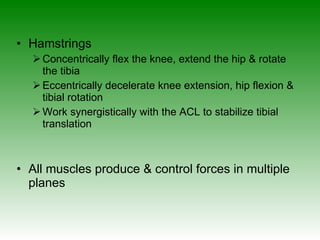 Hamstrings Concentrically flex the knee, extend the hip & rotate the tibia Eccentrically decelerate knee extension, hip flexion & tibial rotation Work synergistically with the ACL to stabilize tibial translation All muscles produce & control forces in multiple planes 