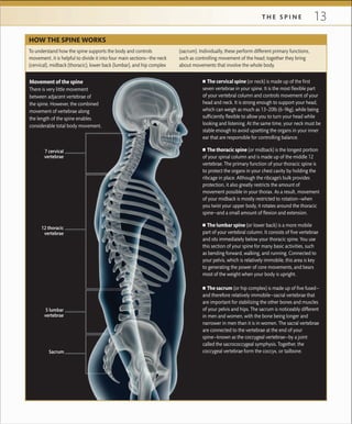 13T H E S P I N E
■ The cervical spine (or neck) is made up of the ﬁrst
seven vertebrae in your spine. It is the most ﬂexible part
of your vertebral column and controls movement of your
head and neck. It is strong enough to support your head,
which can weigh as much as 13–20lb (6–9kg), while being
sufﬁciently ﬂexible to allow you to turn your head while
looking and listening. At the same time, your neck must be
stable enough to avoid upsetting the organs in your inner
ear that are responsible for controlling balance.
■ The thoracic spine (or midback) is the longest portion
of your spinal column and is made up of the middle 12
vertebrae. The primary function of your thoracic spine is
to protect the organs in your chest cavity by holding the
ribcage in place. Although the ribcage’s bulk provides
protection, it also greatly restricts the amount of
movement possible in your thorax. As a result, movement
of your midback is mostly restricted to rotation—when
you twist your upper body, it rotates around the thoracic
spine—and a small amount of ﬂexion and extension.
■ The lumbar spine (or lower back) is a more mobile
part of your vertebral column. It consists of ﬁve vertebrae
and sits immediately below your thoracic spine. You use
this section of your spine for many basic activities, such
as bending forward, walking, and running. Connected to
your pelvis, which is relatively immobile, this area is key
to generating the power of core movements, and bears
most of the weight when your body is upright.
■ The sacrum (or hip complex) is made up of ﬁve fused—
and therefore relatively immobile—sacral vertebrae that
are important for stabilizing the other bones and muscles
of your pelvis and hips. The sacrum is noticeably different
in men and women, with the bone being longer and
narrower in men than it is in women. The sacral vertebrae
are connected to the vertebrae at the end of your
spine—known as the coccygeal vertebrae—by a joint
called the sacrococcygeal symphysis. Together, the
coccygeal vertebrae form the coccyx, or tailbone.
To understand how the spine supports the body and controls
movement, it is helpful to divide it into four main sections—the neck
(cervical), midback (thoracic), lower back (lumbar), and hip complex
(sacrum). Individually, these perform different primary functions,
such as controlling movement of the head; together they bring
about movements that involve the whole body.
HOW THE SPINE WORKS
7 cervical
vertebrae
12 thoracic
vertebrae
5 lumbar
vertebrae
Sacrum
Movement of the spine
There is very little movement
between adjacent vertebrae of
the spine. However, the combined
movement of vertebrae along
the length of the spine enables
considerable total body movement.
 