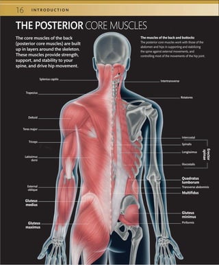 16 I N T R O D U C T I O N
The core muscles of the back
(posterior core muscles) are built
up in layers around the skeleton.
These muscles provide strength,
support, and stability to your
spine, and drive hip movement.
Rotatores
Intertransverse
Latissimus
dorsi
Deltoid
THE POSTERIOR CORE MUSCLES
Splenius capitis
Trapezius
Teres major
Triceps
External
oblique
Gluteus
medius
Gluteus
maximus
Intercostal
Spinalis
Longissimus
Iliocostalis
Quadratus
lumborum
Multifidus
Transverse abdominis
Gluteus
minimus
Erector
spinae
The muscles of the back and buttocks
The posterior core muscles work with those of the
abdomen and hips in supporting and stabilizing
the spine against external movements, and
controlling most of the movements of the hip joint.
Piriformis
 