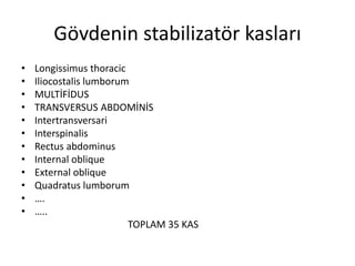 Gövdenin stabilizatör kasları 
• Longissimus thoracic 
• Iliocostalis lumborum 
• MULTİFİDUS 
• TRANSVERSUS ABDOMİNİS 
• Intertransversari 
• Interspinalis 
• Rectus abdominus 
• Internal oblique 
• External oblique 
• Quadratus lumborum 
• …. 
• ….. 
TOPLAM 35 KAS 
 