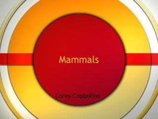 Mammals Corey Coppolino 