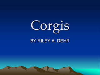 Corgis
BY RILEY A. DEHR
 