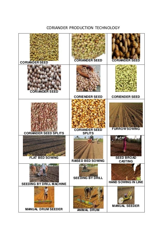Coriander Production, Processing and value addition