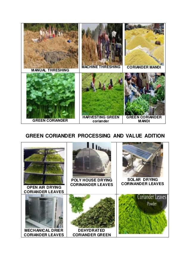 Coriander Production and Processing Technology