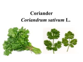 Coriander
Coriandrum sativum L.
 
