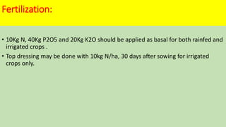 Fertilization:
• 10Kg N, 40Kg P2O5 and 20Kg K2O should be applied as basal for both rainfed and
irrigated crops .
• Top dressing may be done with 10kg N/ha, 30 days after sowing for irrigated
crops only.
 