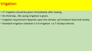 Irrigation:
• 1st irrigation should be given immediately after sowing.
• On third day , life saving irrigation is given.
• Irrigation requirement depends upon the climate, soil moisture level and variety.
• Standard irrigation schedule is 5-6 irrigation. i.e.7-10 days interval.
 