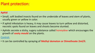 Plant protection:
Aphid
• Small, soft bodied insects found on the underside of leaves and stem of plants,
usually green or yellow in color.
• If aphid infestation is heavy, it may cause leaves to turn yellow and distorted,
necrotic spots found on leaves and shoots become stunted.
• Aphids secrete a sticky, sugary substance called honeydew which encourages the
growth of sooty mould on the plants.
Control-
• It can be controlled by spraying of Methyl demeton or Dimethoate 2ml/li.
 