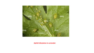 Aphid infestation in coriander
 