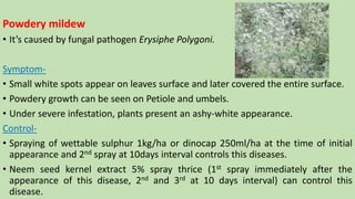 Powdery mildew
• It’s caused by fungal pathogen Erysiphe Polygoni.
Symptom-
• Small white spots appear on leaves surface and later covered the entire surface.
• Powdery growth can be seen on Petiole and umbels.
• Under severe infestation, plants present an ashy-white appearance.
Control-
• Spraying of wettable sulphur 1kg/ha or dinocap 250ml/ha at the time of initial
appearance and 2nd spray at 10days interval controls this diseases.
• Neem seed kernel extract 5% spray thrice (1st spray immediately after the
appearance of this disease, 2nd and 3rd at 10 days interval) can control this
disease.
 