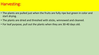 Harvesting:
• The plants are pulled just when the fruits are fully ripe but green in color and
start drying.
• The plants are dried and threshed with sticks, winnowed and cleaned.
• For leaf purpose, pull out the plants when they are 30-40 days old.
 