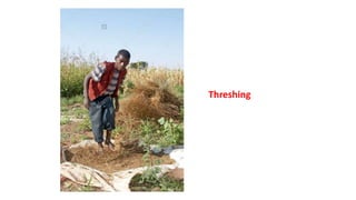 Threshing
 