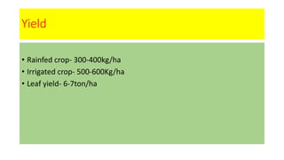 Yield
• Rainfed crop- 300-400kg/ha
• Irrigated crop- 500-600Kg/ha
• Leaf yield- 6-7ton/ha
 