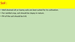Soil :
• Well drained silt or loamy soils are best suited for its cultivation.
• For rainfed crop, soil should be clayey in nature .
• PH of the soil should be 6-8.
 