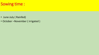 Sowing time :
• June-July ( Rainfed)
• October –November ( irrigated )
 