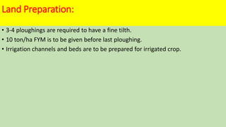 Land Preparation:
• 3-4 ploughings are required to have a fine tilth.
• 10 ton/ha FYM is to be given before last ploughing.
• Irrigation channels and beds are to be prepared for irrigated crop.
 
